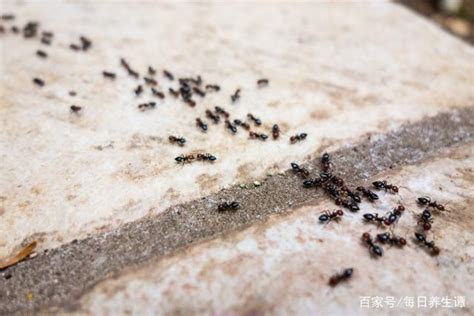 黃金戴哪手 家中很多螞蟻
